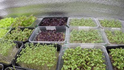 Контейнеры для выращивания и доставки микрозелени